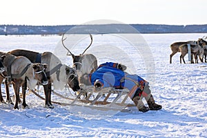 Reindeer herder is resting on a sled among the Arctic tundra of Russia