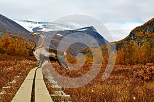 Reindeer on the hiking trail photo