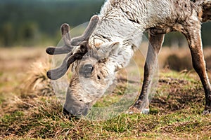 Reindeer on a hill