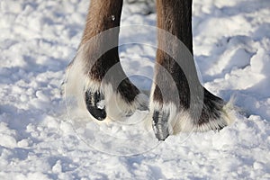 Reindeer hooves on a winter day in the Arctic