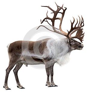 Reindeer with antlers isolated on the white background