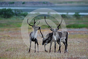 Reindeer in iceland