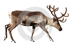 Reindeer. Isolated over white