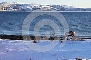 Reindeer in its natural environment eating in the snow on the edge of a fjord in Brensholmen, near Tromso Norway Scandinavia