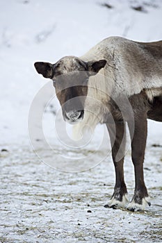 Reindeer in its natural environment eating in the snow in scandinavia