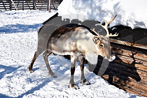 Reindeer, Lapland