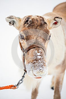 Reindeer in Lapland Finland