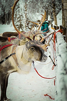 Reindeer in Lapland, Finland