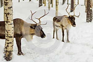 Reindeer in Lapland, Finland