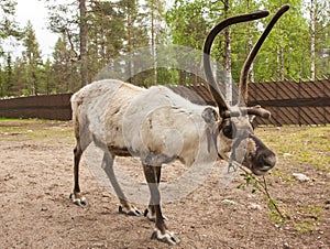 Reindeer in Lapland, Finland