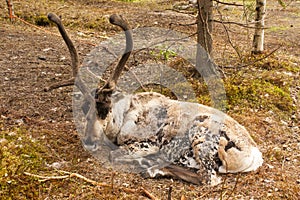 Reindeer in Lapland, Finland