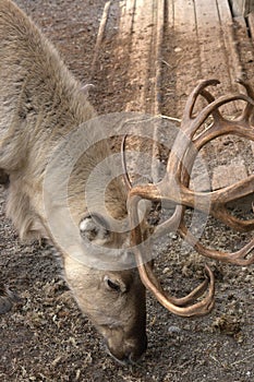 Reindeer with large antlers