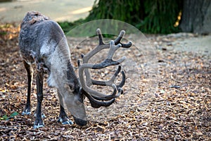 The reindeer & x28;lat. Rangifer tarandus& x29;, also known as the caribou in North America