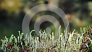 Reindeer lichen