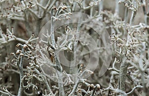 Reindeer lichen cladonia Cladonia close up in the forest.