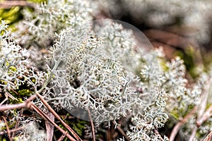 Reindeer lichen Cladonia rangiferina