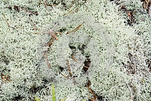 Reindeer Lichen - Cladonia rangiferina