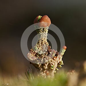 Reindeer lichen