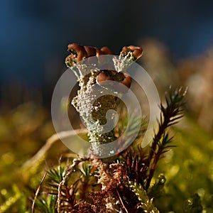 Reindeer lichen