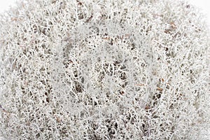 Reindeer lichen (Cladonia rangiferina). Closeup photo