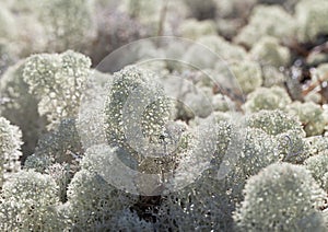 Reindeer lichen, close-up