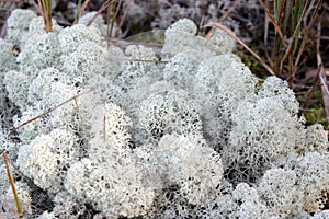 Reindeer lichen