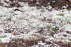 Reindeer lichens, Cladonia rangiferina
