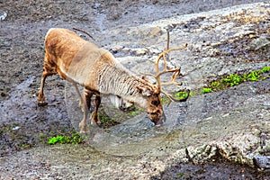 Reindeer lick salton the stone.