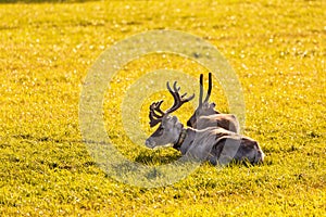 Reindeer lie in an autumn field