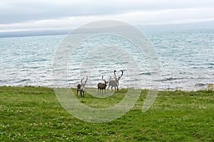 Reindeer living on the Northern Norway coast