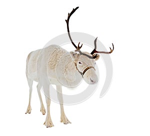 Reindeer in front of a white background photo