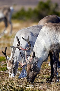 Reindeer looking for food