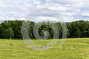 Reindeer lounging in the soft grass of a Scandinavian meadow, encapsulated by the rich tapestry of forest