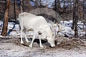 Reindeer with magnificent antlers in a winter forest eats food. Khuvsgul, Mongolia.