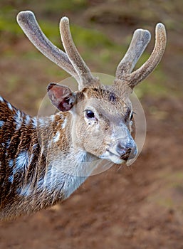 Reindeer Male Deer at Taman Safari Indonesia in Cisarua, Bogor, West Java, Indonesia.