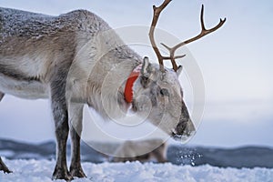 Reindeer with a massive antlers