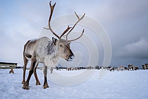 Reindeer with a massive antlers