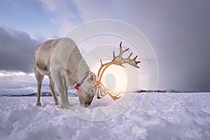 Reindeer with a massive antlers