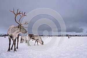 Reindeer with a massive antlers