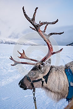 Reindeer with a massive antlers