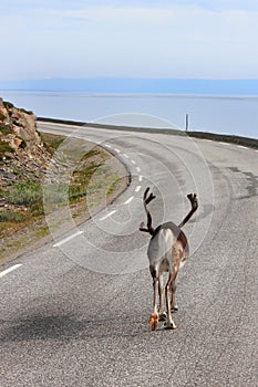 Reindeer the master of the road