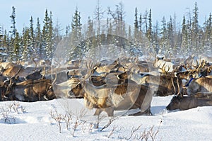 Reindeer migrate in the tundra