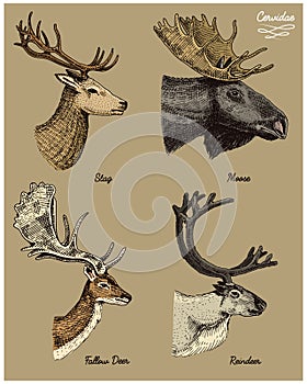 Reindeer, moose, eurasian elk, doe roe deer and stag vector hand drawn illustration, engraved wild animals with antlers