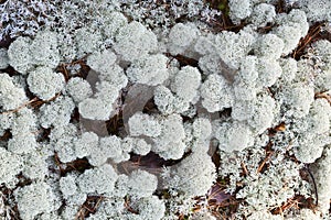 Reindeer moss