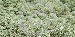 Reindeer moss