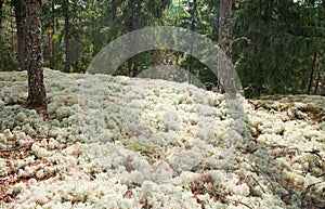 Reindeer moss