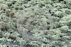 Reindeer Moss Lichen Cladonia rangiferina cape cod