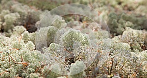 Reindeer moss photo