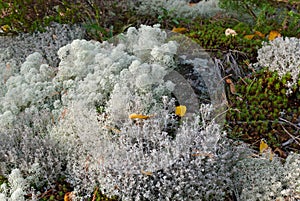 Reindeer moss on the rocky surface in Karelia