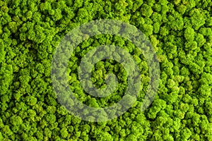 Reindeer moss wall, green wall decoration, lichen Cladonia rangiferina